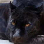 Healthy Aloo Puri Recipe: A Delicious Breakfast Without Deep Frying