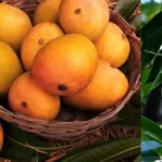 Chemically Ripened Mangoes