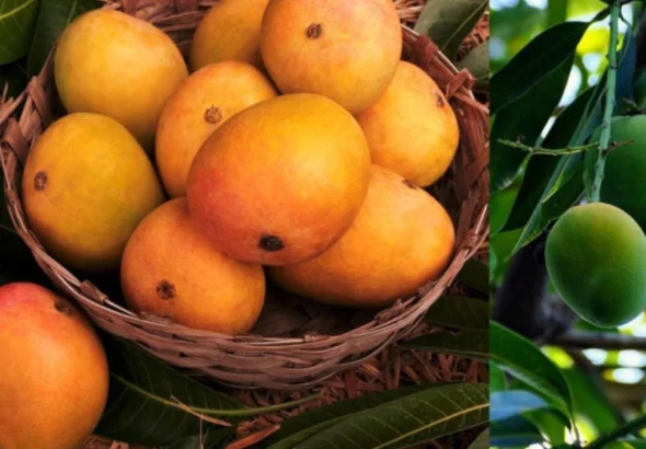 Chemically Ripened Mangoes