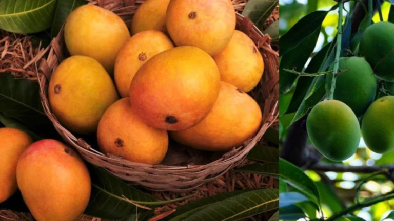 Chemically Ripened Mangoes