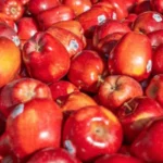 Fruit Stickers